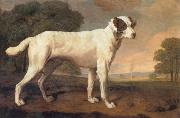 George Stubbs Dog oil on canvas